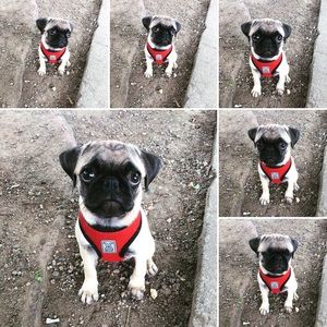 Meet your Posher, Suzie